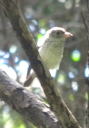 キビタキ幼鳥②