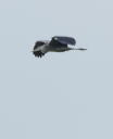 探鳥会２