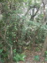 ふるさと公園８