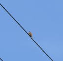 探鳥会１