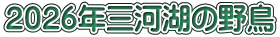 ２０２６年三河湖の野鳥