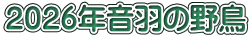２０２６年音羽の野鳥