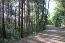 室林道４