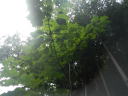 室林道４