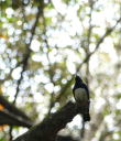 探鳥会２