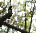 探鳥会３