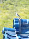 春の探鳥会１年生３０