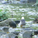 春の探鳥会１年生３２