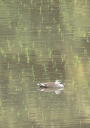 探鳥会７