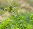 探鳥会８