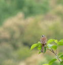 探鳥会９