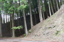 寺の入林道１４